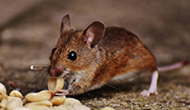 24 Hour & Emergency Exterminators in Tyrone, OK